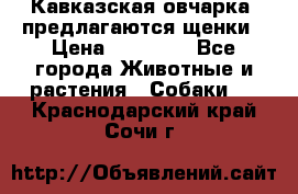 Кавказская овчарка -предлагаются щенки › Цена ­ 20 000 - Все города Животные и растения » Собаки   . Краснодарский край,Сочи г.